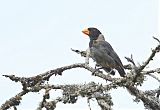 Black-cowled Saltatorborder=